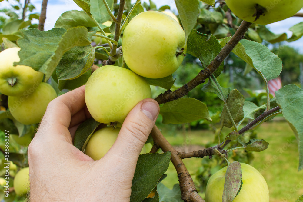 Farmer inspects ripening juicy green apples in the orchard Farmer inspects ripening juicy green apples in the orchard