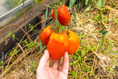 Farmer harvests ripe juicy red tomatoes in greenhouse