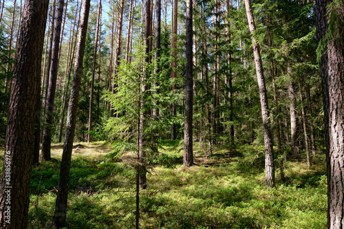 The pine forest is densely planted, overgrown with green plants © Ihar
