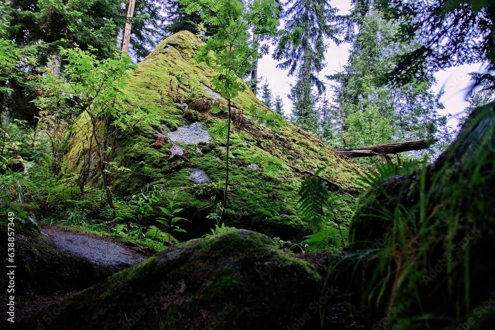 A pathway in national park Sumava surrounded by large stones in deep forest near Stozec, Czech republic A pathway in national park Sumava surrounded by large stones in deep forest near Stozec, Czech republic