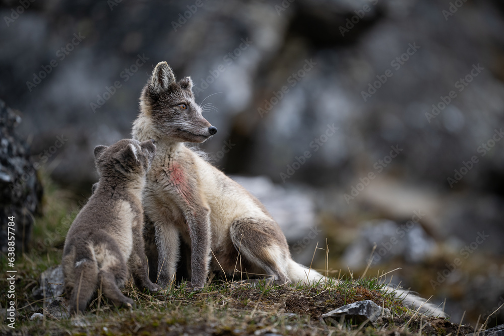 Arctic Fox mother, sitting on the grass with blood spots on its fur, and her cub. Arctic Fox mother, sitting on the grass with blood spots on its fur, and her cub.
