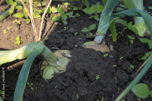 Growing onions on an organic farm. Ripe large juicy bulbs in the garden.