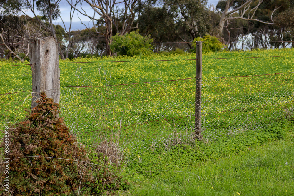 fence in field of clover with eucalyptus trees in background