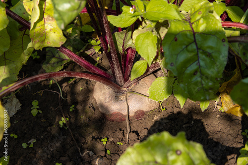 Large juicy sweet beetroot ripened in an organic garden