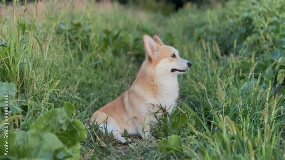 Cute little corgi sit outdoors Cute little corgi sit outdoors