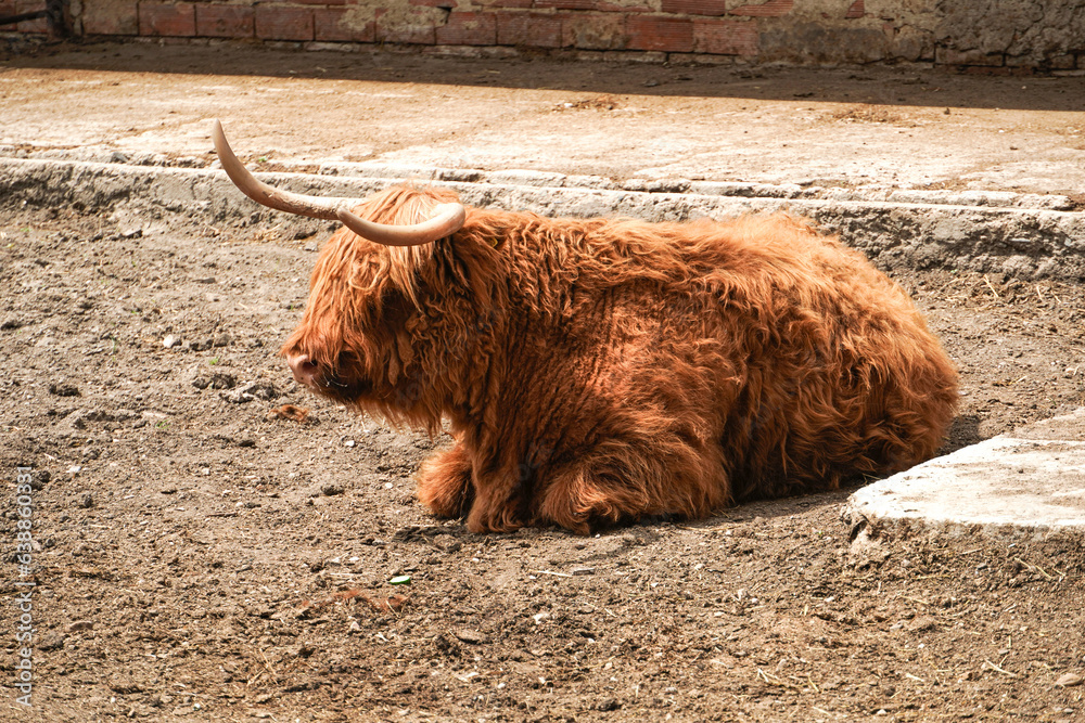 Fototapeta premium bulls of the Scottish breed that show tongues asking for food. High quality photo