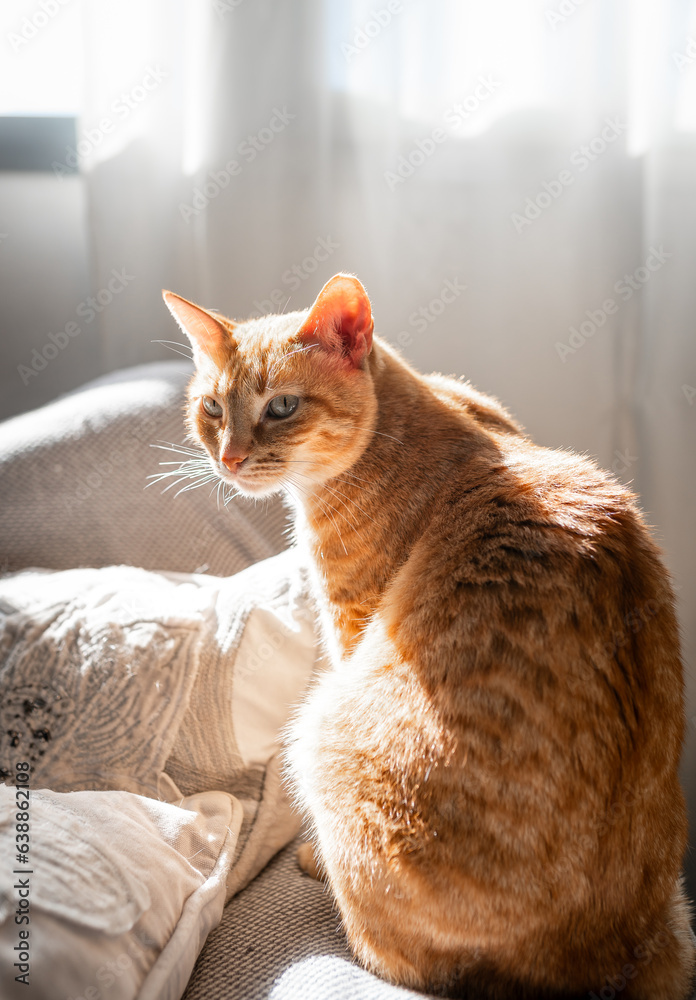 vertical composition. Brown tabby cat with green eyes under the light of the window