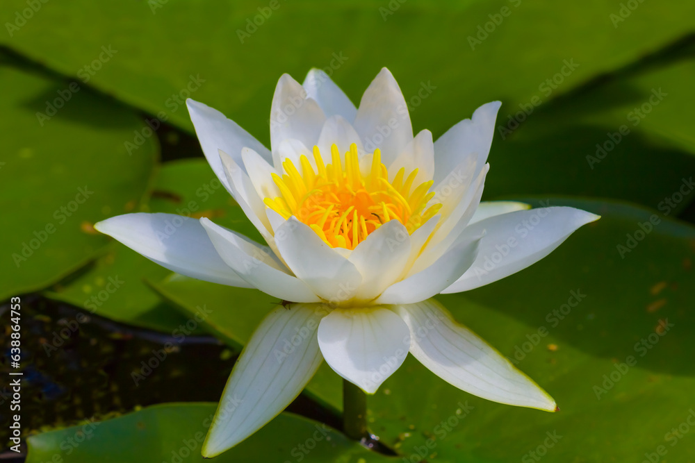 closeup white water lilies floating on water