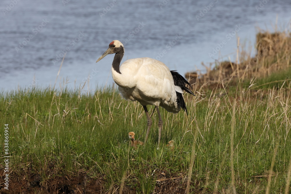 Obraz premium red-crowned crane (Grus japonensis) with chicks, wildlife Hokkaido Japan