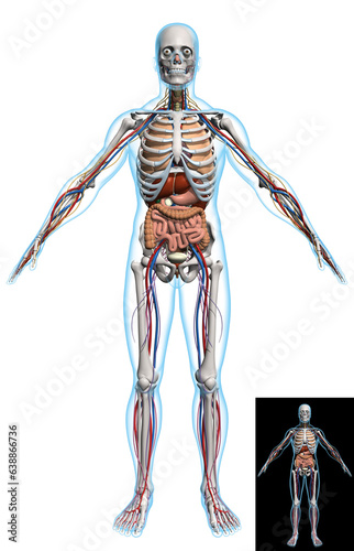 body, human, bones, nervous system, brain, cardio, urinary, salivary glands, digestive, respiratory, skin
