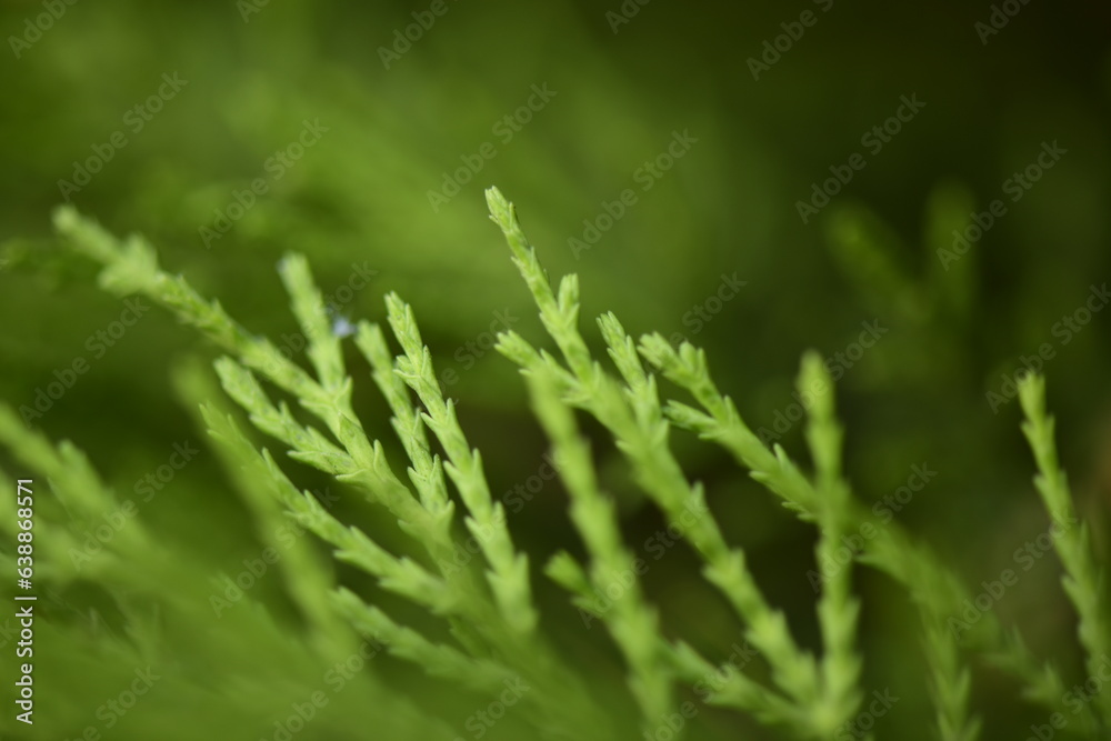 leaves of a pine tree