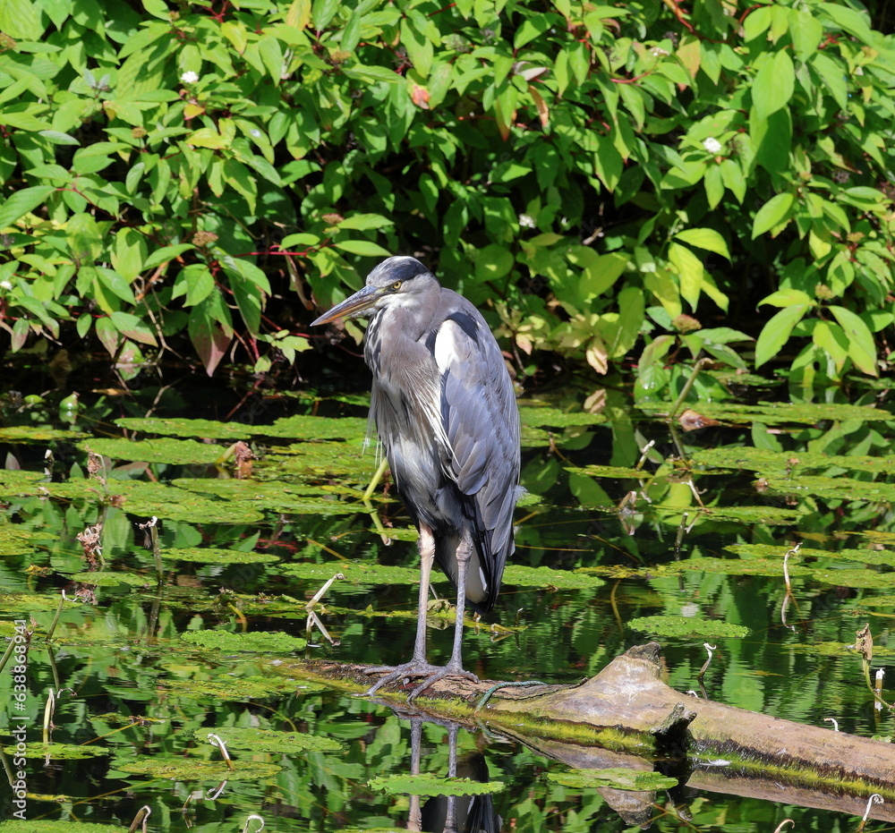 Fototapeta premium Grey Heron standing on a floating log