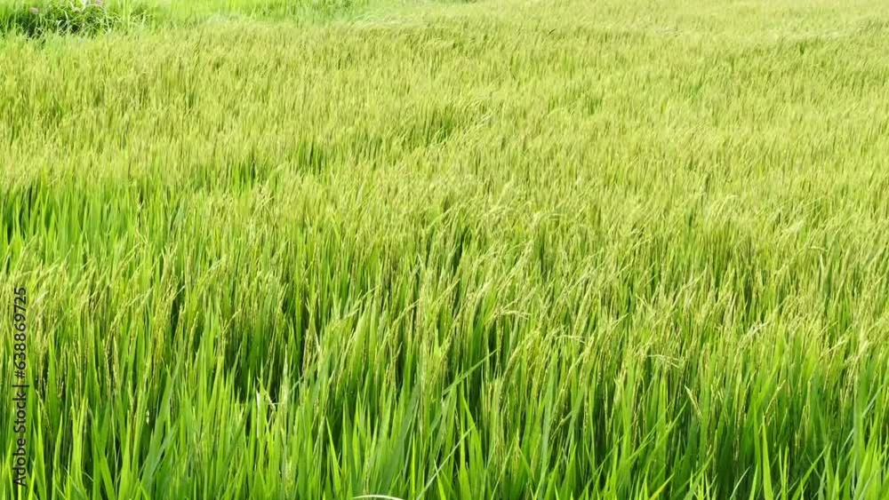 The large jasmine rice fields are producing seeds. view from drone nature background The large jasmine rice fields are producing seeds. view from drone nature background