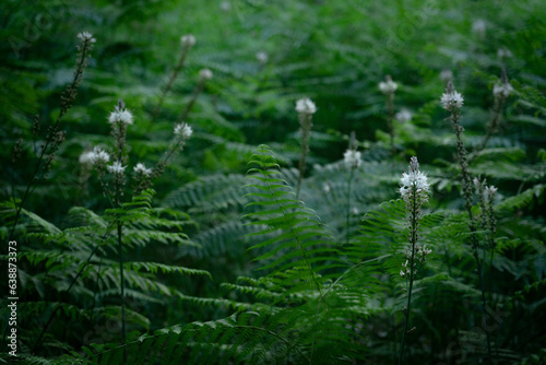 white wildflowers in undergrowth of the forest
