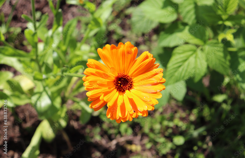 one flower Calendula officinalis on the background of grass and earth - horizontal photo, top view one flower Calendula officinalis on the background of grass and earth - horizontal photo, top view