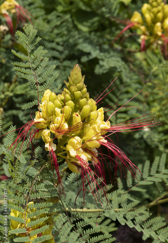 Fleurs d'Erythrostemon photo