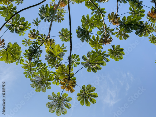 Leaves pierced by ants are typical of Cecropia in contrast to blue sky, also called embauba, yarumo or yagrumo located in Jardim Botânico Niterói Fonseca, Rio de Janeiro, Brazil. photo