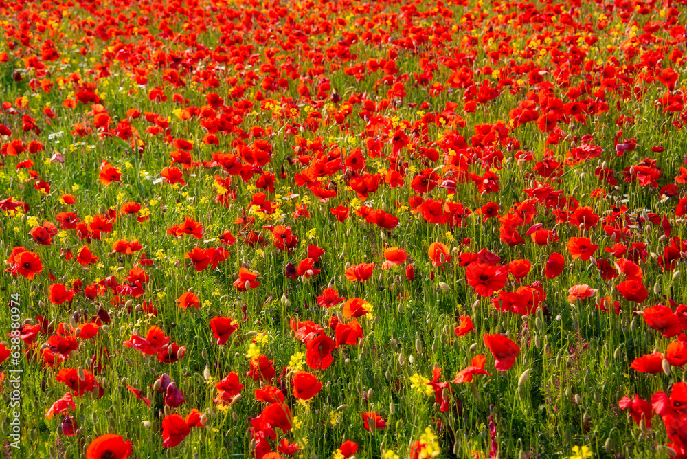 Red poppy flowers blooming on summer meadow
