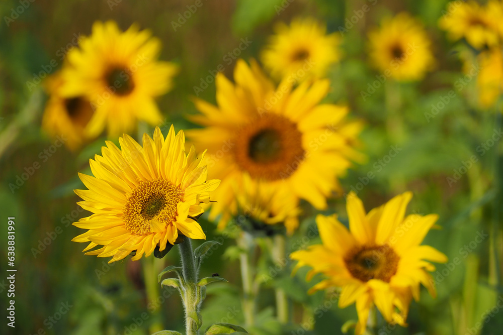 Sonnenblumenfeld Sonnenblumenfeld