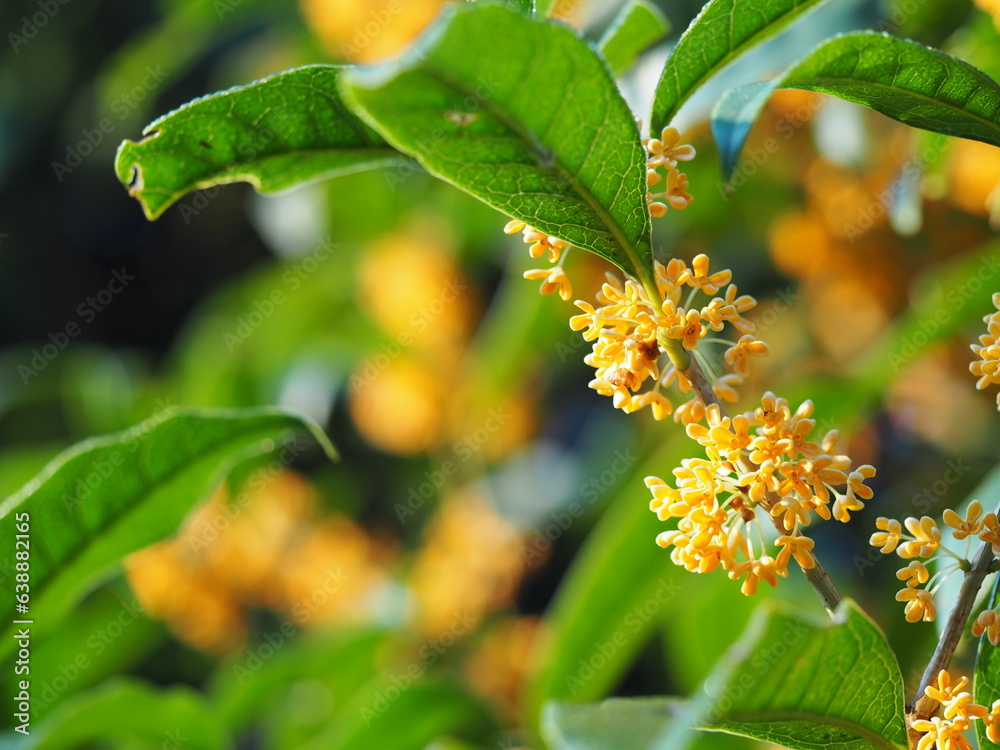 秋の花 キンモクセイ 秋の花 キンモクセイ