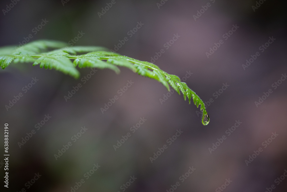 El rocío de la mañana sobre hoja de helecho al amanecer en la selva tropical, con fondo desenfocado. El rocío de la mañana sobre hoja de helecho al amanecer en la selva tropical, con fondo desenfocado.