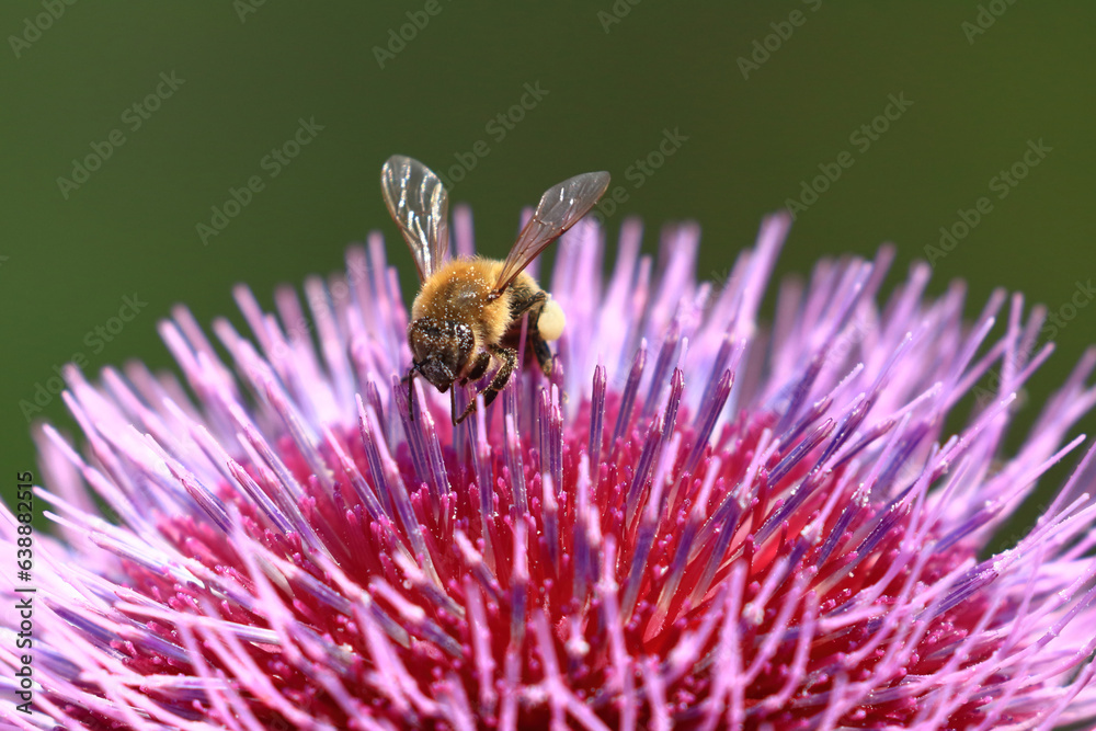 Bee on thistle flower, nectar collecting, natural pollination Bee on thistle flower, nectar collecting, natural pollination