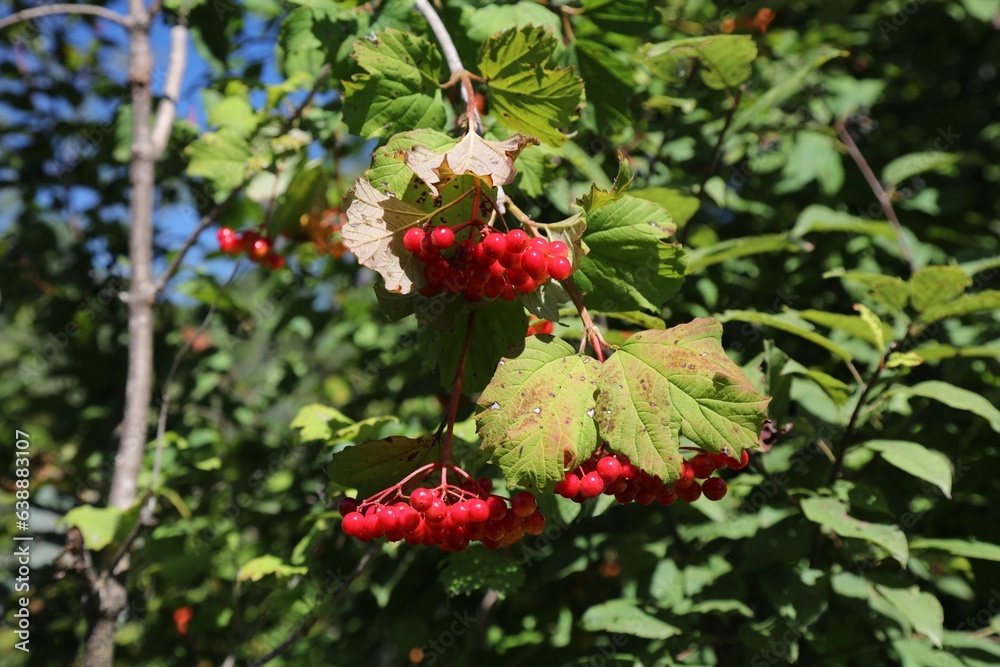 Obraz premium Guelder rose fruit in Austria