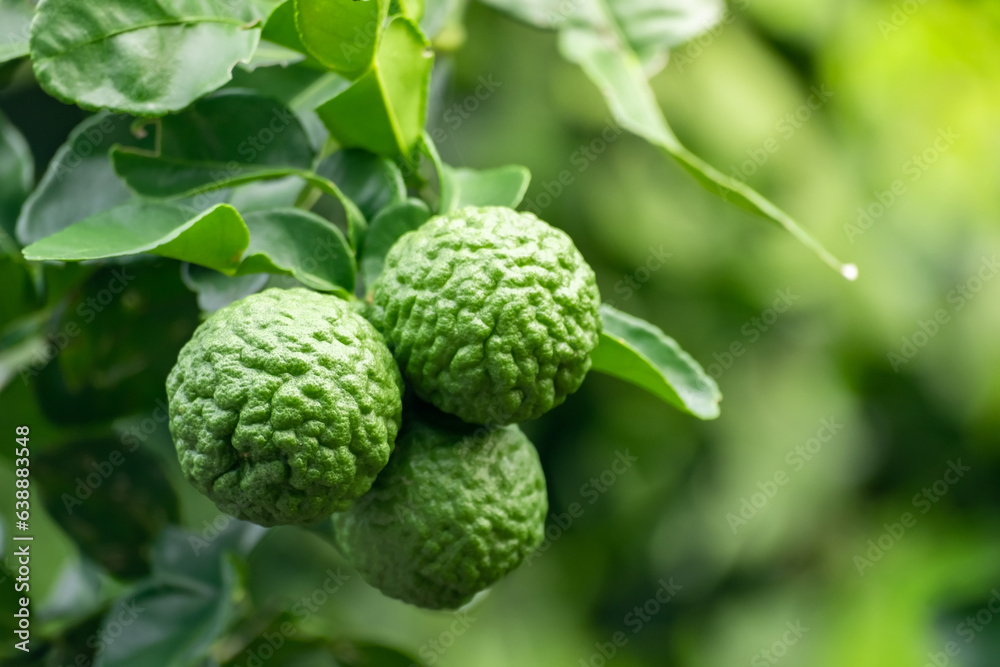 Fresh green bergamot fruit hanging from branch. bergamot tree garden and healthy food concept, group of bergamot,Bergamot medicinal plants with many Fresh green bergamot fruit hanging from branch. bergamot tree garden and healthy food concept, group of bergamot,Bergamot medicinal plants with many
