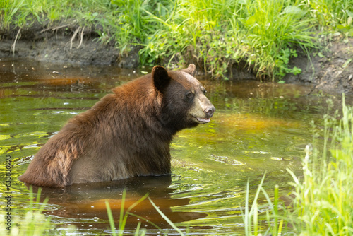 Black Bear taken in northern MN