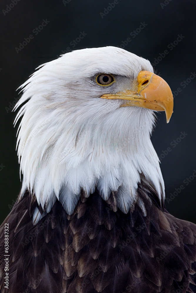 Bald Eagle Head Shot taken in Homer Alaska Bald Eagle Head Shot taken in Homer Alaska