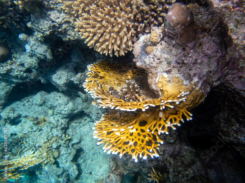 Giant tridacna in the Red Sea coral reef photo