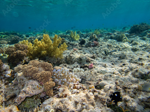 Unusually beautiful corals at the bottom of the Red Sea. Fabulous coral reef.