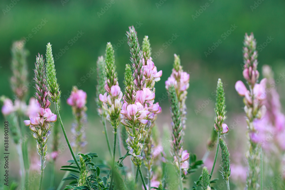 Field of pink flowers Sainfoin, Onobrychis viciifolia. Background of wildflowers. Agriculture. Blooming wild flowers of sainfoin or holy clover Field of pink flowers Sainfoin, Onobrychis viciifolia. Background of wildflowers. Agriculture. Blooming wild flowers of sainfoin or holy clover