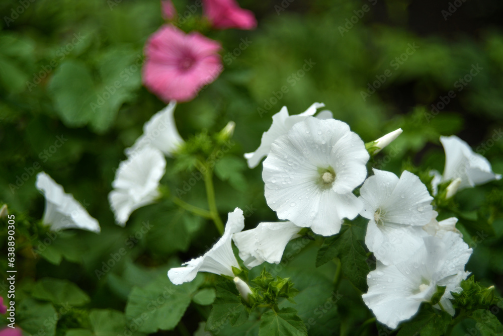 White lavater flowers in a summer green garden. Lavatera trimestris. White lavater flowers in a summer green garden. Lavatera trimestris.