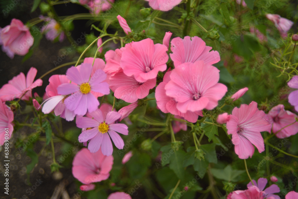 Pink lavater flowers in a summer green garden. Lavatera trimestris. Pink lavater flowers in a summer green garden. Lavatera trimestris.