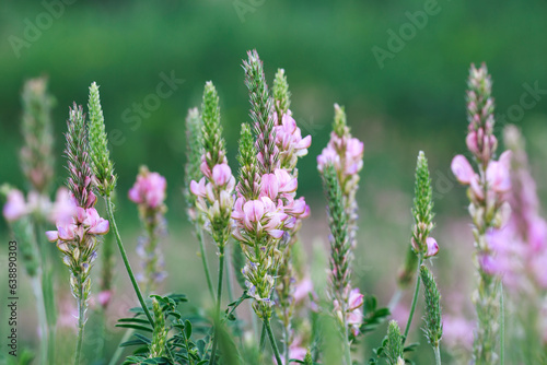 Field of pink flowers Sainfoin, Onobrychis viciifolia. Background of wildflowers. Agriculture. Blooming wild flowers of sainfoin or holy clover photo