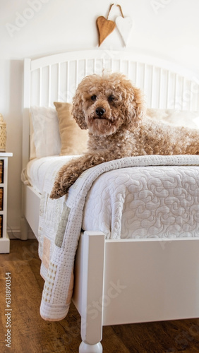 Poodle dog wearing a head bow looks straight to camera in a bright white bedroom. Happy close up, funny portrait capture of smiling curly haired dog. soft lighting background. copy space.