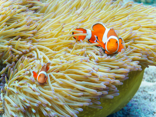 素晴らしいサンゴ礁の美しいイソギンチャクと可愛いカクレクマノミ（スズメダイ科）の一家。日本国沖縄県島尻郡座間味村座間味島から渡し船で渡る嘉比島のビーチにて。 2022年11月23日水中撮影。 