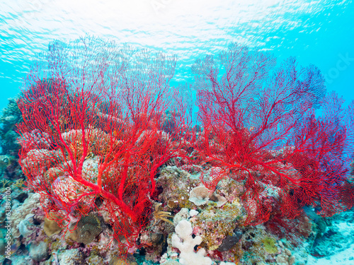 素晴らしいサンゴ礁の豪華な赤いイソバナ（ソフトコーラル）の群生他。日本国沖縄県島尻郡座間味村座間味島から渡し船で渡る嘉比島のビーチにて。 2022年11月23日水中撮影。 