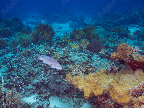 Fototapeta Naklejka Na Ścianę i Meble -  素晴らしいサンゴ礁の美しいバラハタ（ハタ科）他。

日本国沖縄県島尻郡座間味村座間味島から渡し船で渡る嘉比島のビーチにて。
2022年11月23日水中撮影。
