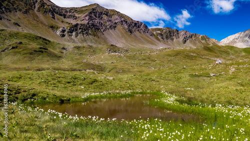 Moorgebiet mit dem Scheuchzer Wollgras (Eriophorum scheuchzeri) unterhalb der Alp Ramoz photo