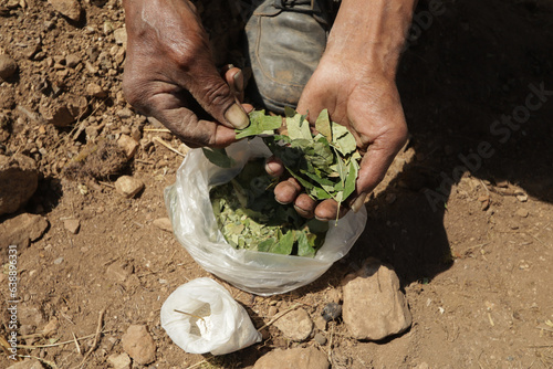 Photos of hands showing coca leaves in the Andes of Peru. Concept of traditions, culture and food.