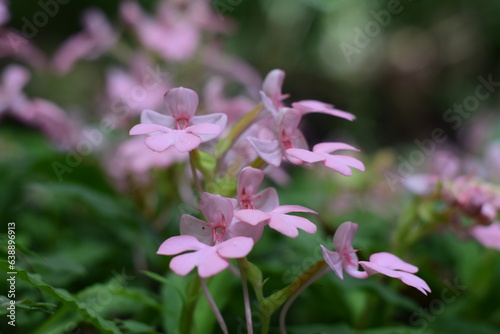 pink flowers blooming in clusters © manus