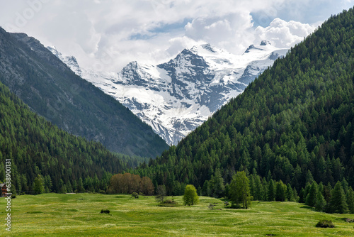 View from green alpine Aosta Valley ( Valle d’Aosta), Italy with pine forest and meadows towards snowcapped mountains of Gran Paradiso National Park with summit Gran Paradiso 