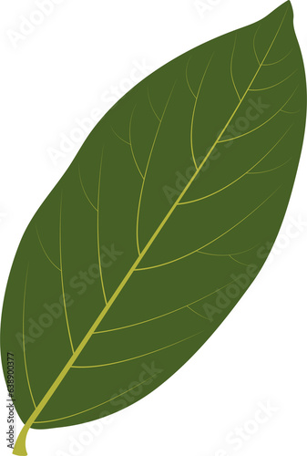 Green leaf isolated on white background. Laurus nobilis.