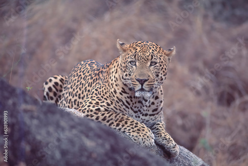 Male African leopard lying on rock