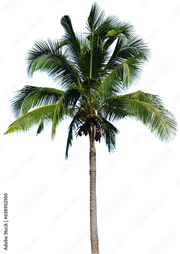 Fototapeta premium coconut trees on white background