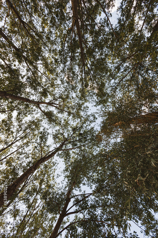 Fototapeta premium Arbre vu d'en bas