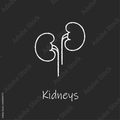 Chalk style health care ui icons collection. Vector white linear illustration. Kidneys anatomy symbol isolated on black background. Design element for healthcare, urinary system urology infographic
