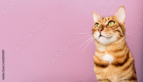 Canvas Print Funny Bengal cat on the background of a purple wall.